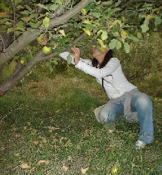 A-gata cogiendo manzanas